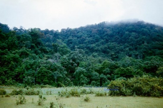 Rừng Cúc Phương, Ninh Bình (Khi đó còn là Hà Nam Ninh), 1985. Vườn quốc gia này có hệ động thực vật phong phú đa dạng mang đặc trưng rừng mưa nhiệt đới. Nhiều loài động thực vật có nguy cơ tuyệt chủng cao được phát hiện và bảo tồn tại đây. Đây cũng là vườn quốc gia đầu tiên tại Việt Nam.