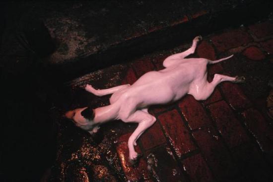 Một chú chó bị lột da trước khi bị vào nồi. 1989Ảnh: David Alan Harvey